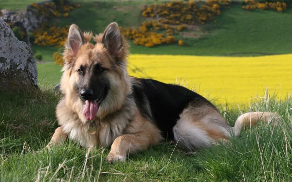A German Shepherd lies on vibrant green grass, surrounded by a picturesque landscape with rolling hills and bright yellow flowers, making for a stunning HD desktop wallpaper.