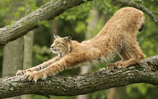 HD desktop wallpaper showing a bobcat stretching on a tree branch in a lush green forest setting.
