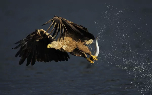A majestic eagle swoops down, capturing a splash of water in its talons. This striking image serves as a vibrant 4K Ultra HD PC desktop wallpaper and background.
