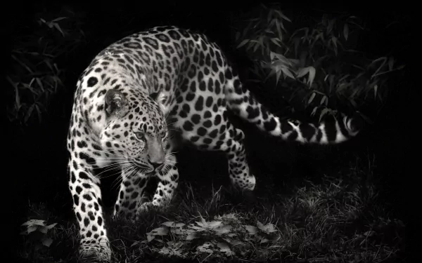 HD desktop wallpaper featuring a leopard prowling in a dark, forested environment. The animal's spots and muscular build are strikingly highlighted against the shadowy background.