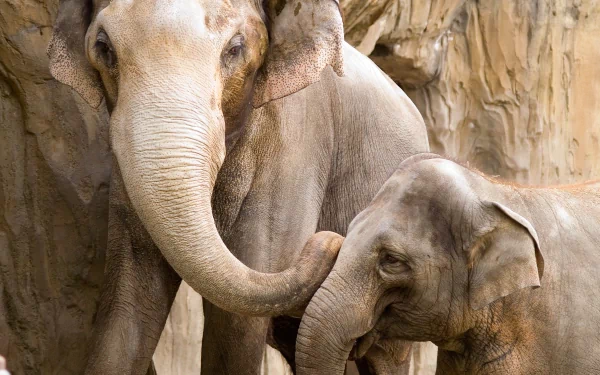 Animal Asian Elephant HD Desktop Wallpaper | Background Image
