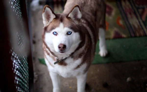 Close-up of a brown and white husky with striking blue eyes, captured in sharp detail as a 4K Ultra HD PC desktop wallpaper and background.