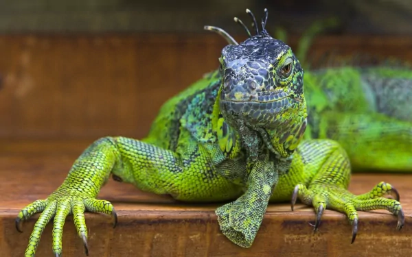 A vibrant green lizard poses on a wooden surface, showcasing its intricate scales and expressive features, making it an engaging HD desktop wallpaper and background.