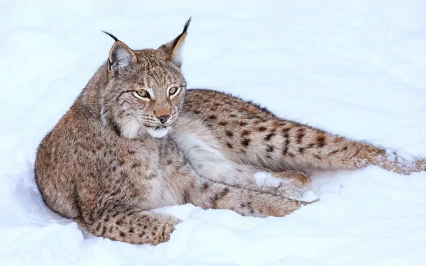 A lynx rests gracefully in the snow, showcasing its elegant features and distinctive fur patterns, creating a serene winter scene in this HD desktop wallpaper.