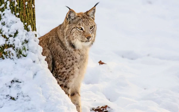 A lynx sits gracefully among the snow, blending into the winter landscape. This HD wallpaper captures the beauty of wildlife in a serene, snowy setting.