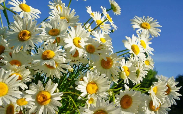 HD PC desktop wallpaper featuring a vibrant cluster of white daisies with yellow centers against a clear blue sky, capturing the essence of nature.