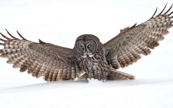 HD desktop wallpaper of a great grey owl with wings spread wide, captured mid-flight against a white background.