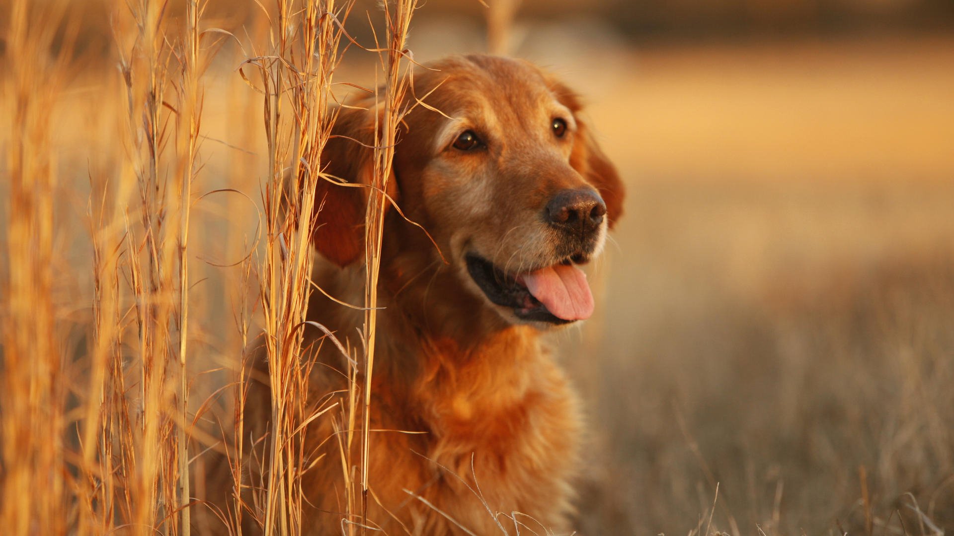 Download Animal Dog HD Wallpaper | 1920x1080 | Wallpaper Abyss