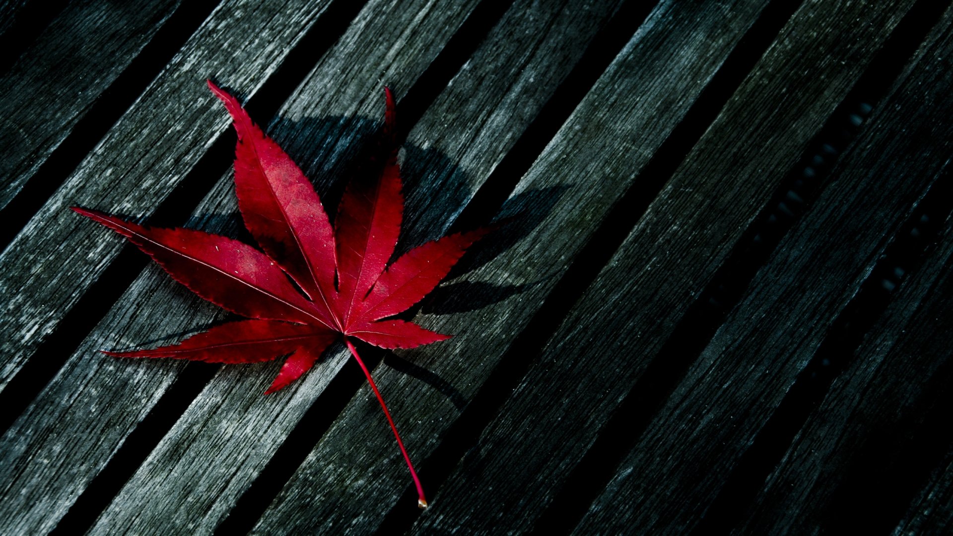 HD PC desktop wallpaper: single red maple leaf resting on dark, weathered wooden planks, high-contrast moody lighting emphasizing texture and color.