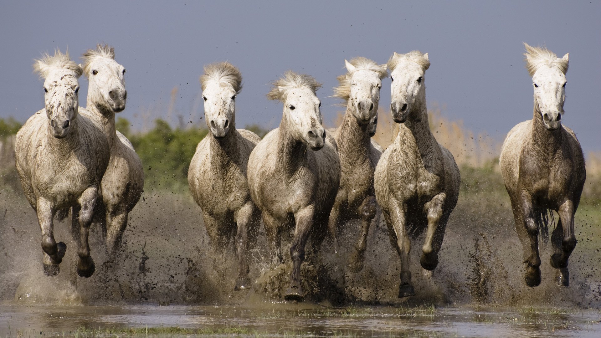A group of white horses galloping through water, captured in a dynamic HD PC desktop wallpaper showcasing the power and beauty of animals.