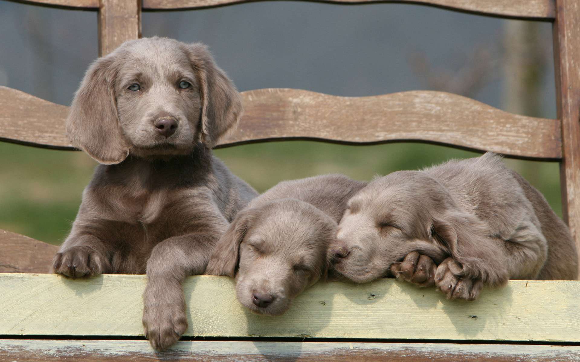 HD PC desktop wallpaper: three silver Weimaraner puppies (animal) on a wooden fence — two sleeping, one alert.