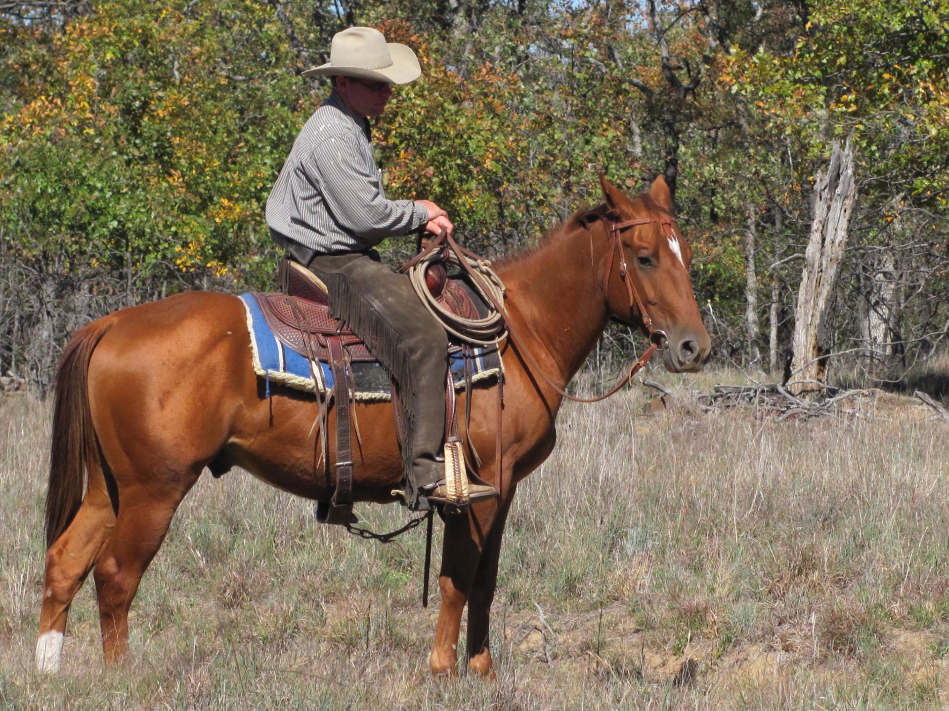 Download Photography Horse Riding HD Wallpaper