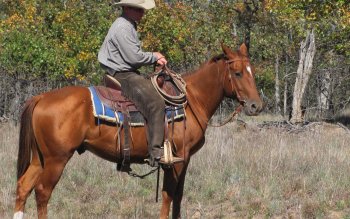 11 Horse Riding HD Wallpapers | Backgrounds - Wallpaper Abyss