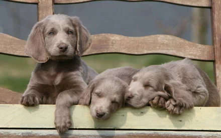 HD PC desktop wallpaper: three silver Weimaraner puppies (animal) on a wooden fence — two sleeping, one alert.