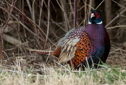 HD PC desktop wallpaper featuring an animal, a colorful male pheasant standing in grass and brush.