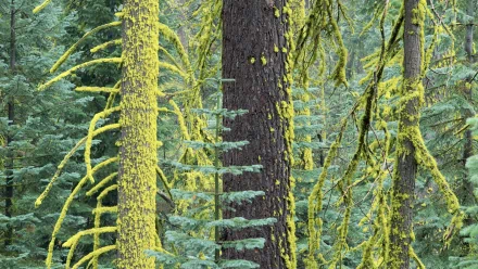 nature moss HD Desktop Wallpaper | Background Image