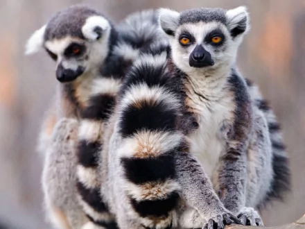 HD PC desktop wallpaper and background: three ring-tailed lemurs (animal) clustered together, amber eyes and bold black-and-white striped tails.