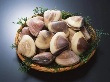 food clams HD Desktop Wallpaper | Background Image