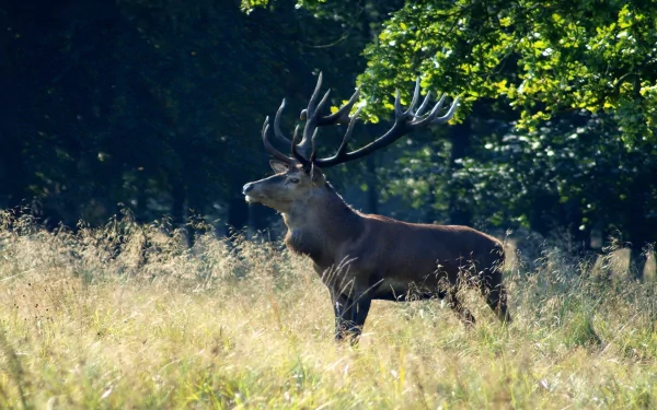 Animal elk HD Desktop Wallpaper | Background Image