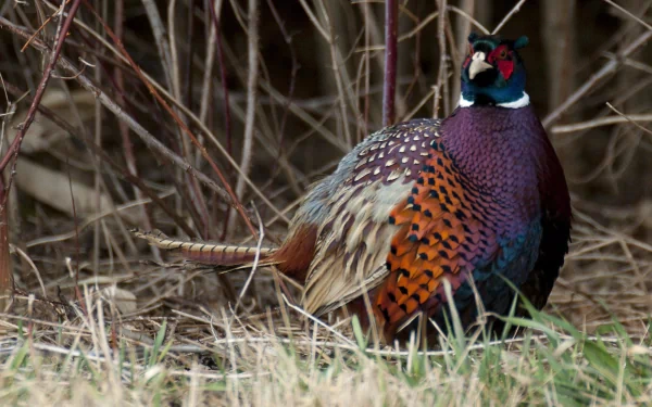 HD PC desktop wallpaper featuring an animal, a colorful male pheasant standing in grass and brush.