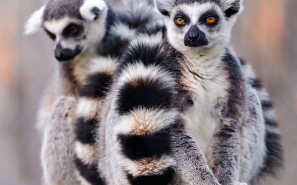 HD PC desktop wallpaper and background: three ring-tailed lemurs (animal) clustered together, amber eyes and bold black-and-white striped tails.