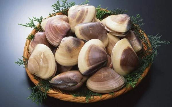 food clams HD Desktop Wallpaper | Background Image