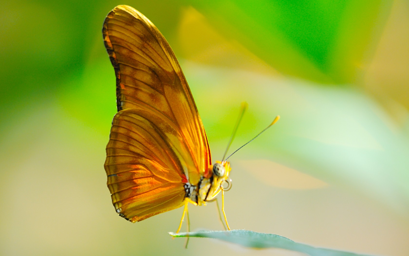 Animal Butterfly Wallpaper