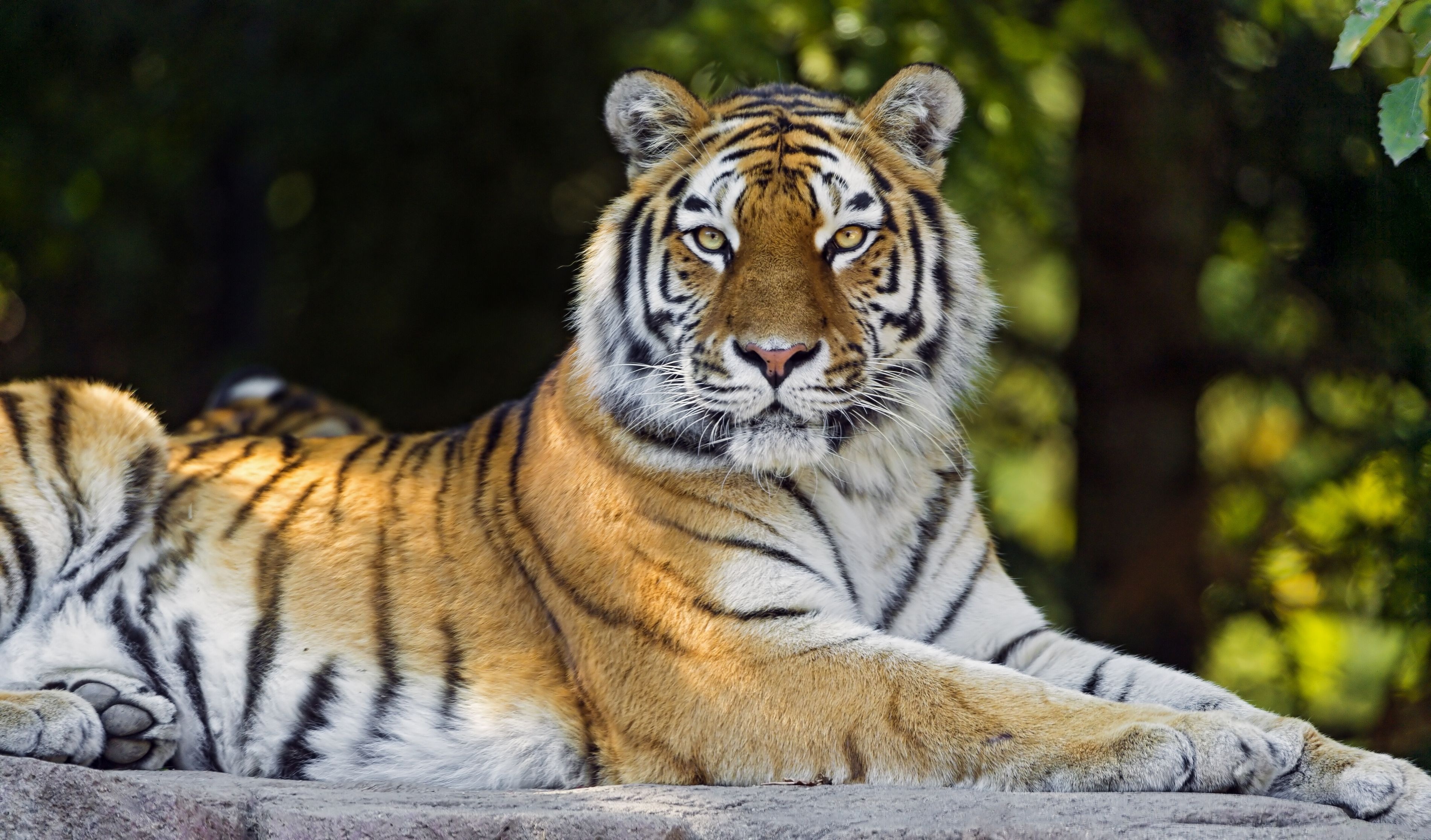 Tiger Hd Wallpaper Background Image 3800x2232