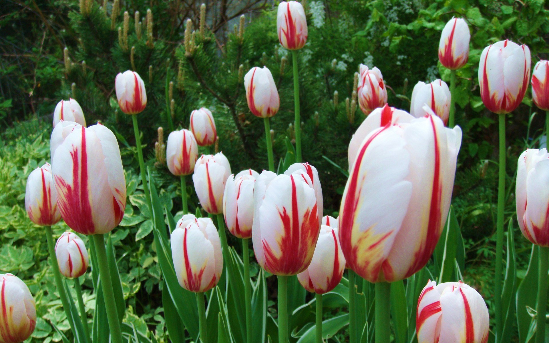 HD desktop wallpaper showing a vibrant cluster of white tulips with red streaks growing in a lush green garden, capturing the beauty of nature.