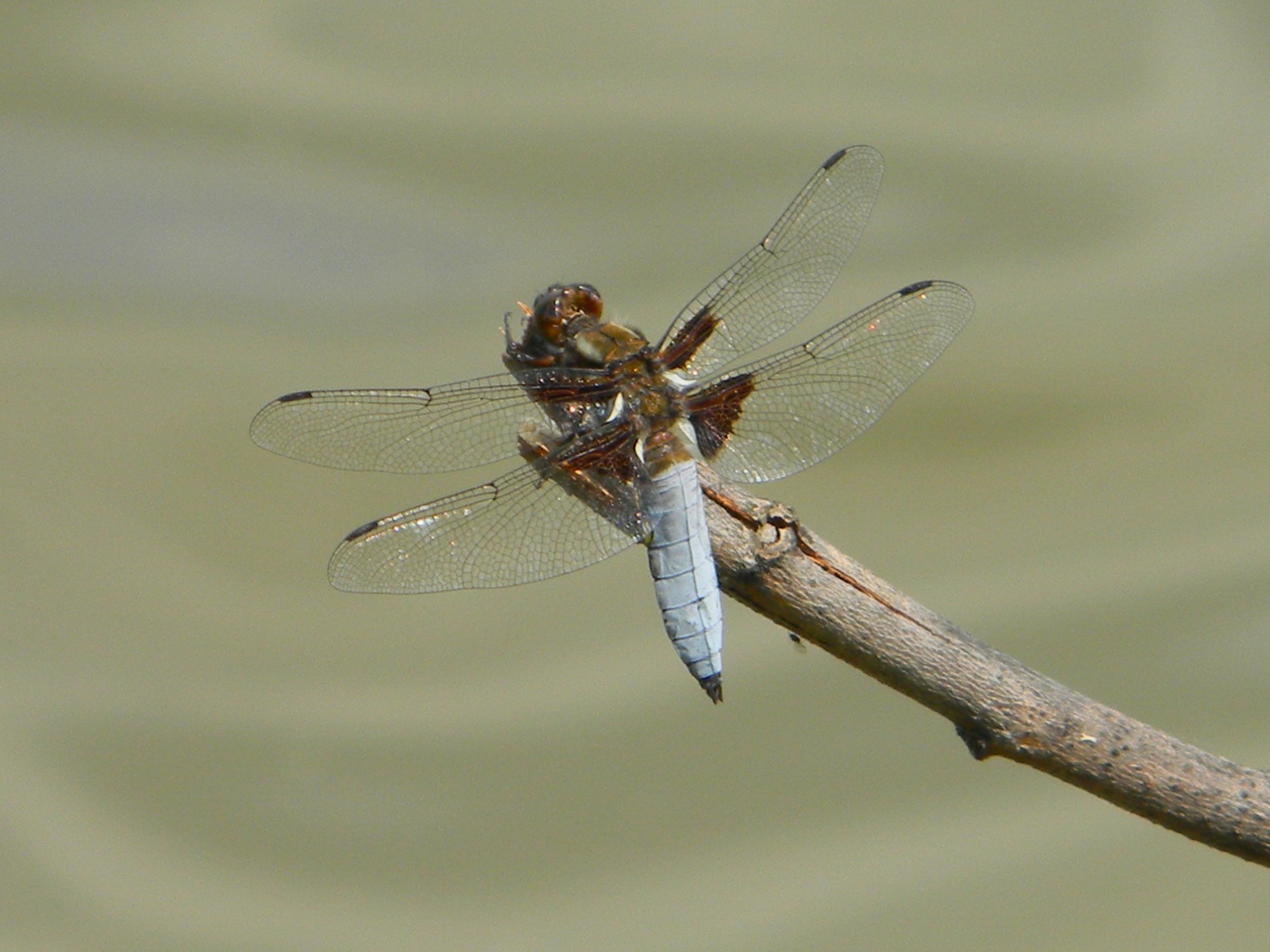 Download Animal Dragonfly 4k Ultra HD Wallpaper