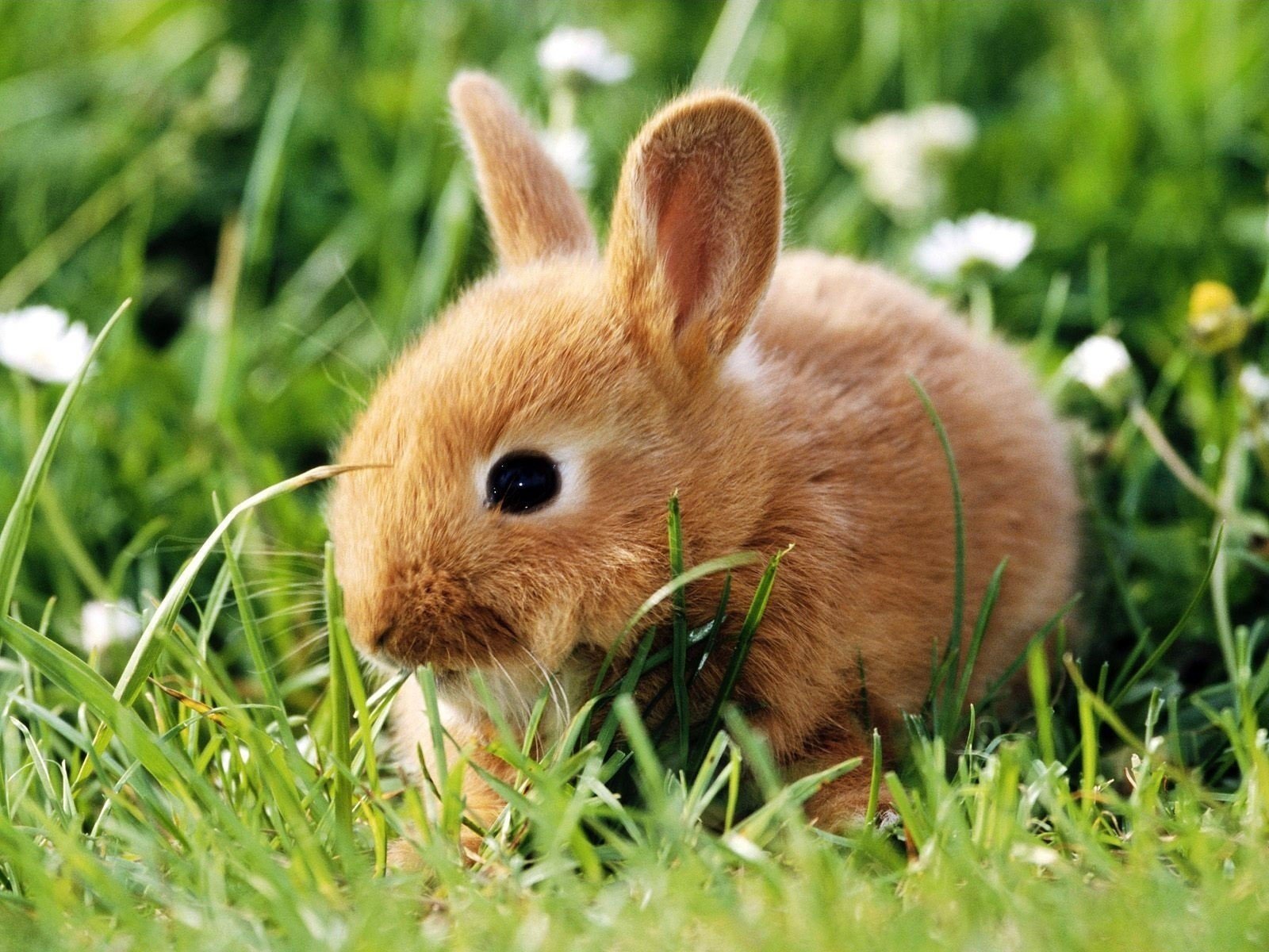 Adorable HD Rabbit in Lush Green Grass Wallpaper | 1600x1200 ...
