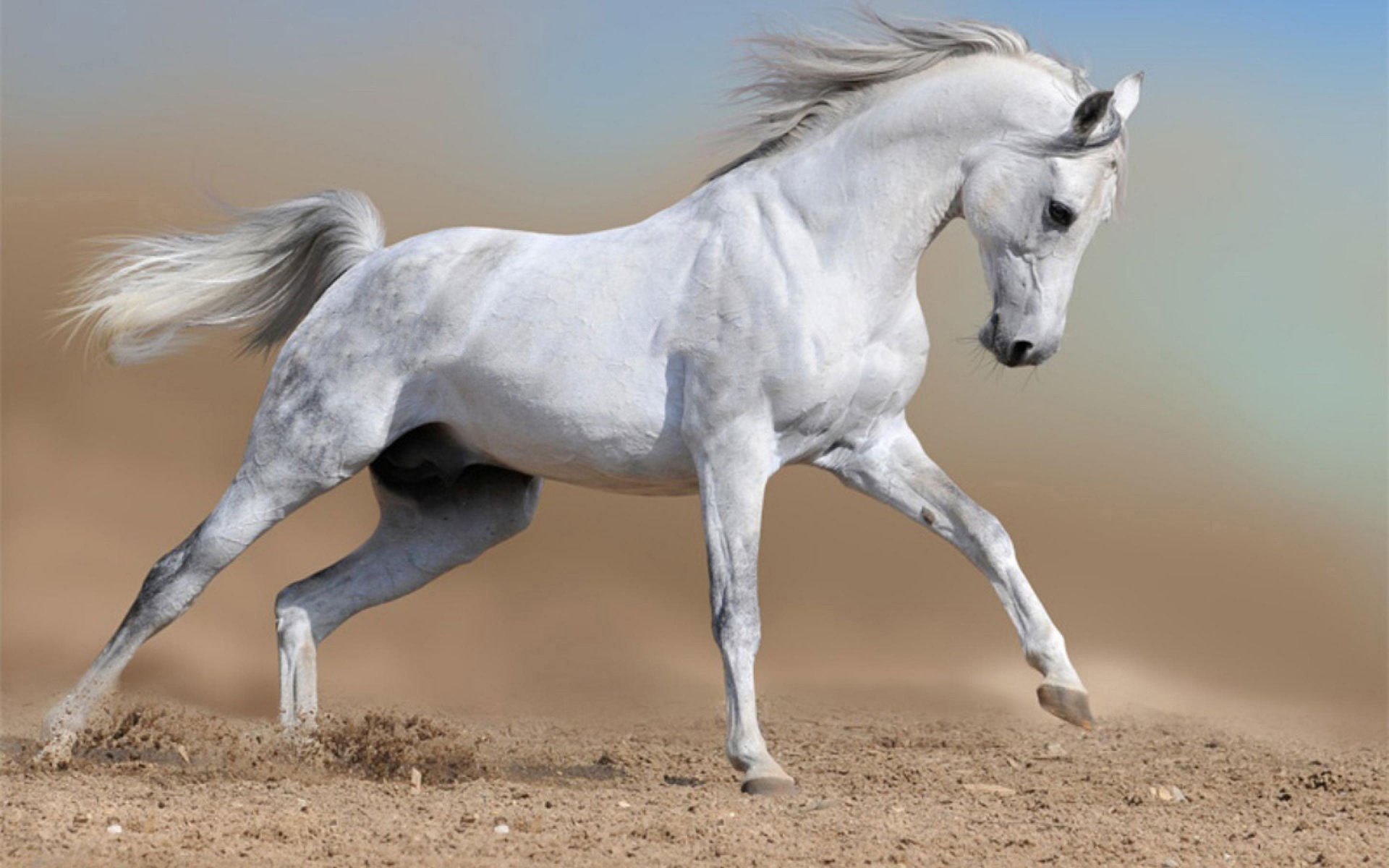 HD PC desktop wallpaper featuring a graceful white horse trotting on a sandy terrain against a soft gradient sky.