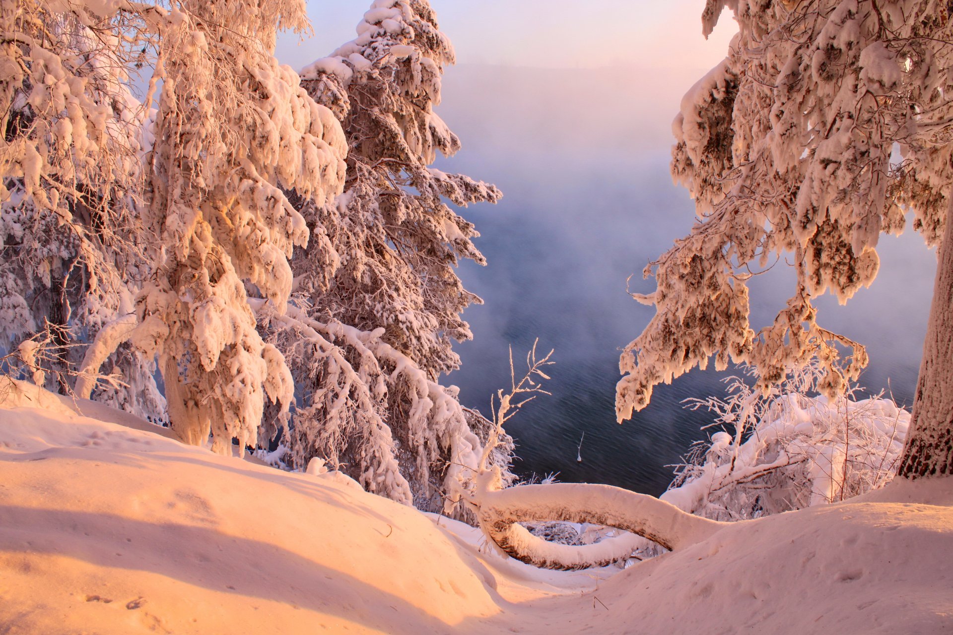 A serene winter landscape with snow-covered trees bathed in soft golden light, captured in stunning 4K Ultra HD quality for a nature-themed PC desktop wallpaper.