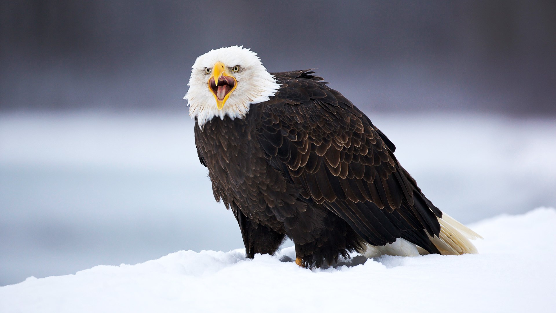 Eagle Computer Background HD Wallapaper