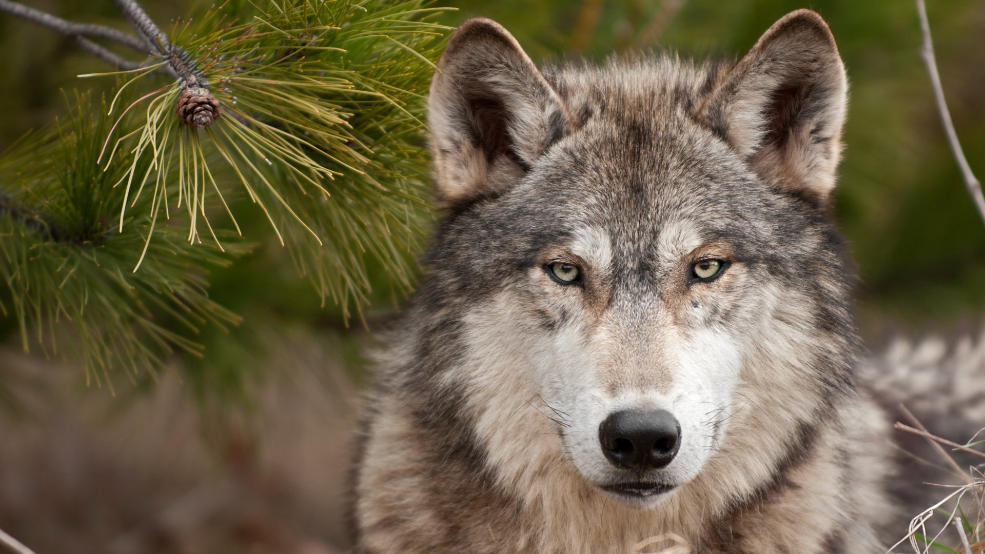 A close-up of a majestic wolf gazing intently, surrounded by green foliage, making it an impactful HD PC desktop wallpaper and background.