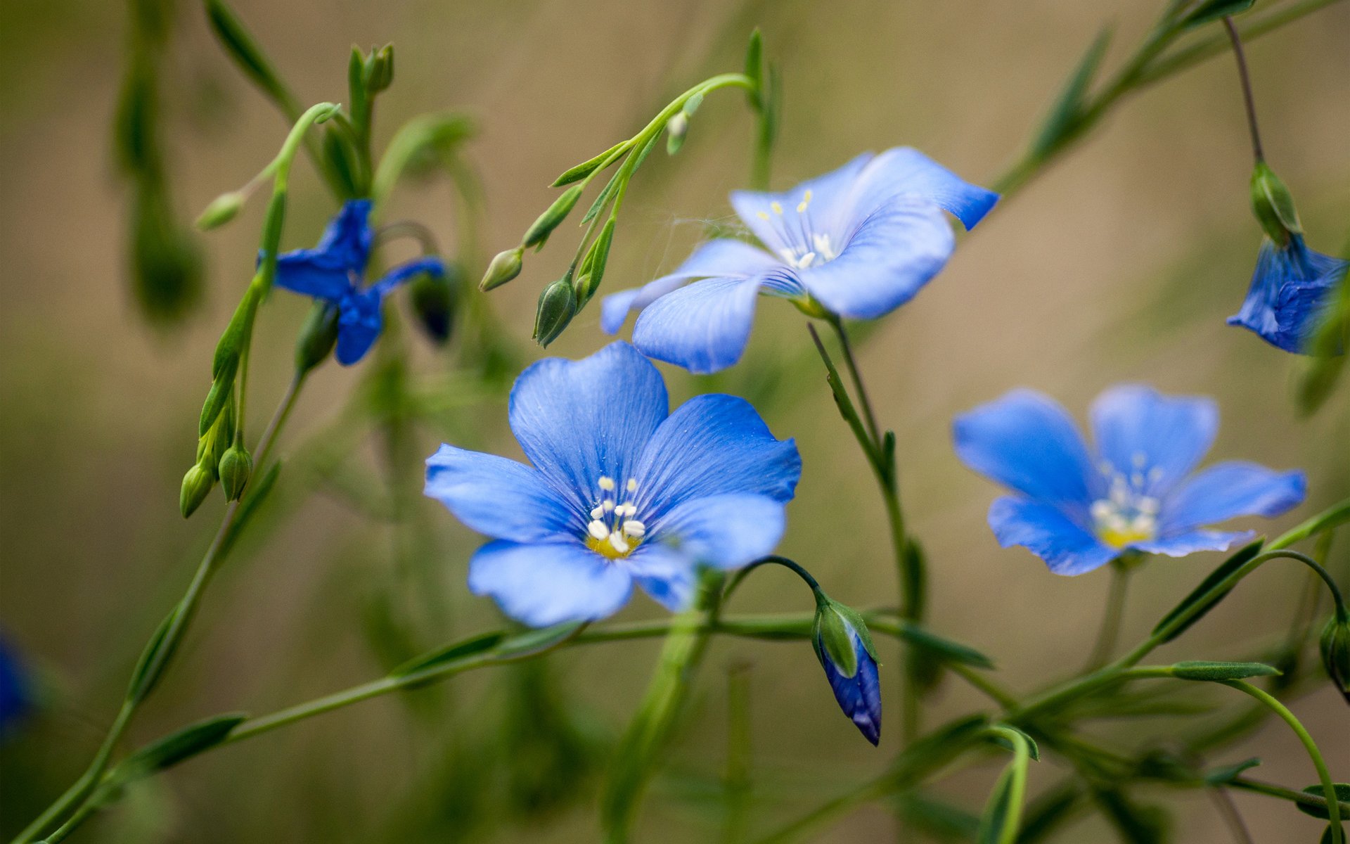 HD desktop wallpaper featuring delicate blue flowers and green stems in a natural, softly blurred background.