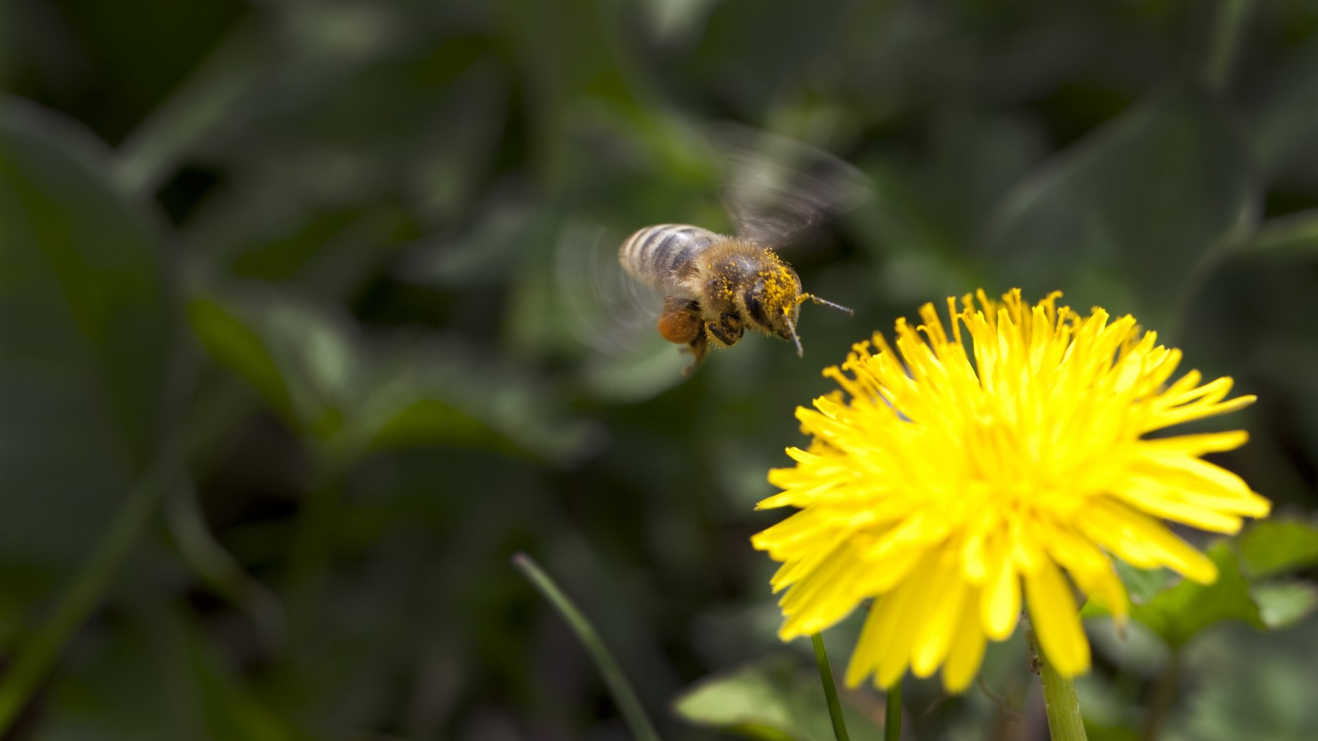 2K Quad HD PC desktop wallpaper: bee (animal) hovering over a yellow dandelion, close-up with blurred green background.