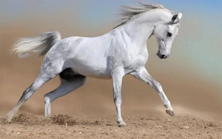 HD PC desktop wallpaper featuring a graceful white horse trotting on a sandy terrain against a soft gradient sky.