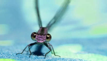 Animal insect HD Desktop Wallpaper | Background Image