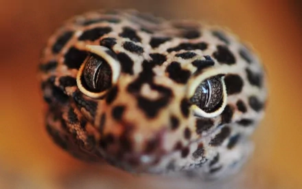 Close-up of a gecko's face with detailed skin patterns, captured in HD for a vivid PC desktop wallpaper background.