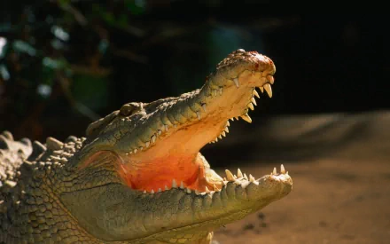 Animal alligator HD Desktop Wallpaper | Background Image