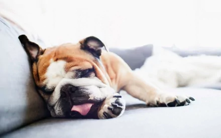 HD PC desktop wallpaper of a sleepy bulldog (animal) sprawled on a bright sofa, tongue peeking out.