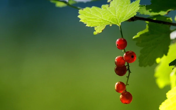 food currants HD Desktop Wallpaper | Background Image
