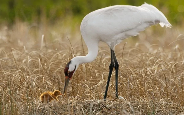  Whooping Crane (grus americana)
