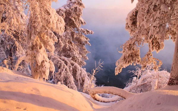 A serene winter landscape with snow-covered trees bathed in soft golden light, captured in stunning 4K Ultra HD quality for a nature-themed PC desktop wallpaper.