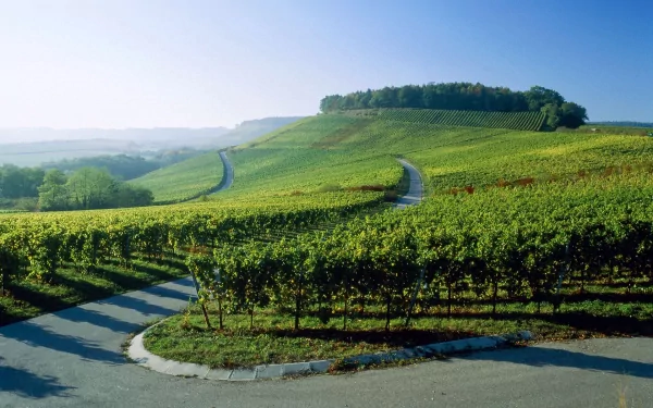 man made vineyard HD Desktop Wallpaper | Background Image