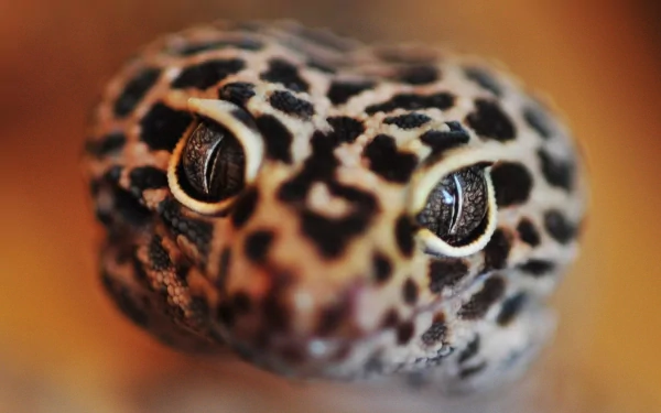 Close-up of a gecko's face with detailed skin patterns, captured in HD for a vivid PC desktop wallpaper background.
