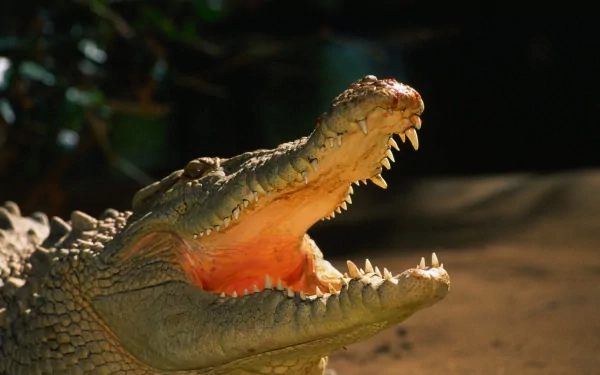 HD desktop wallpaper featuring a close-up of an alligator with its mouth open, showcasing sharp teeth and textured skin in natural lighting.