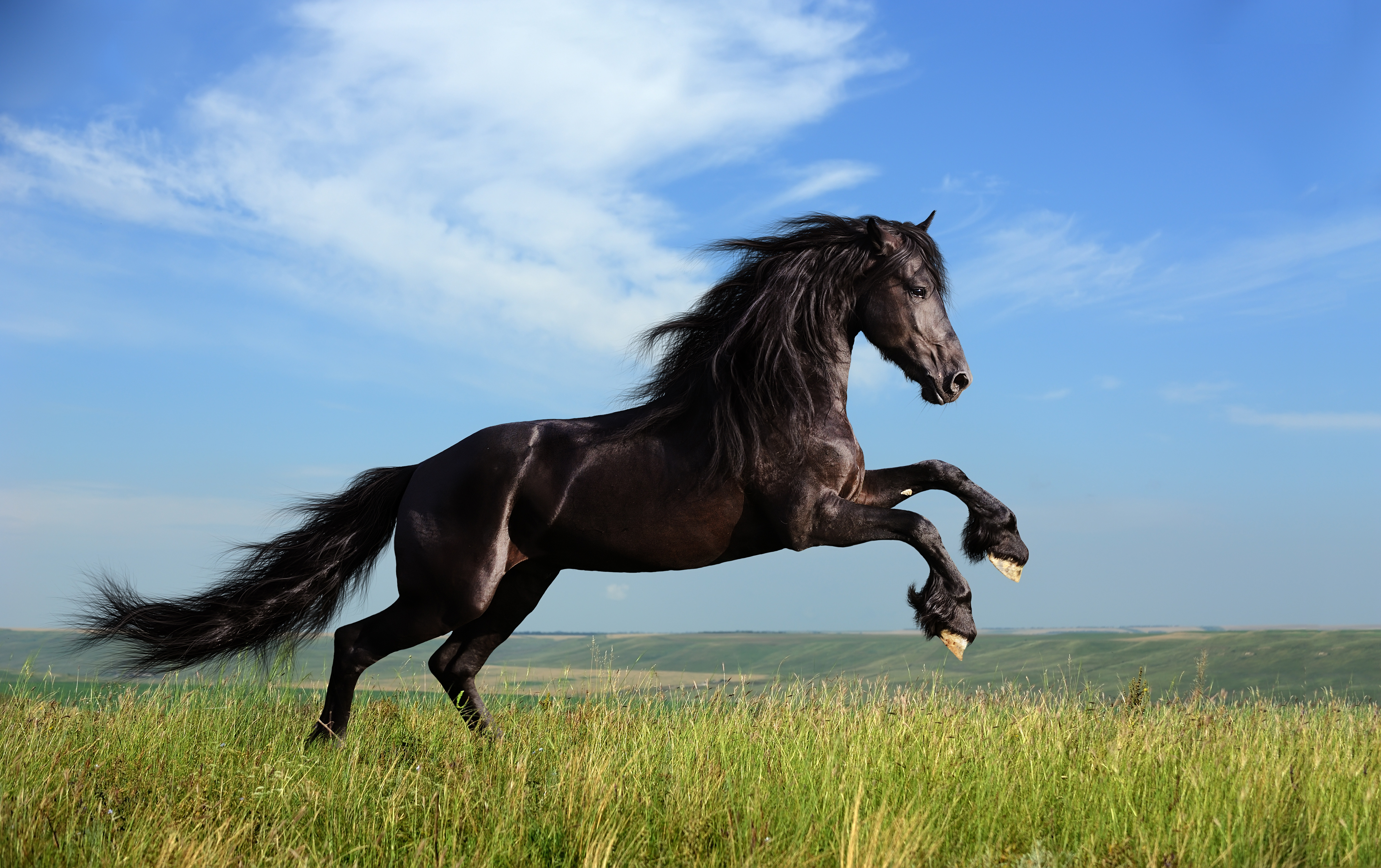1380 Horse HD Wallpapers | Background