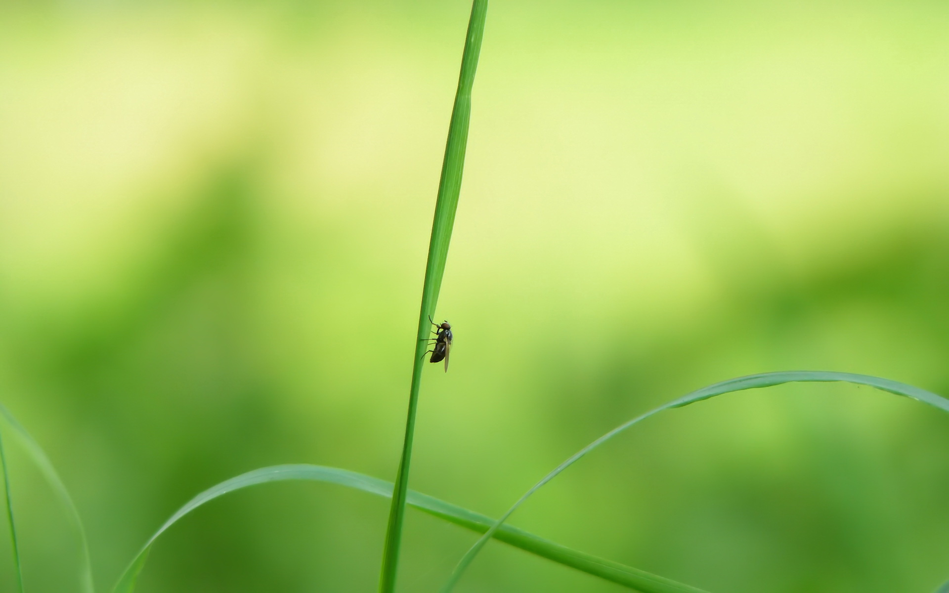 Animal Fly HD Wallpaper | Background Image